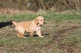 GOLDEN RETRIEVER 039